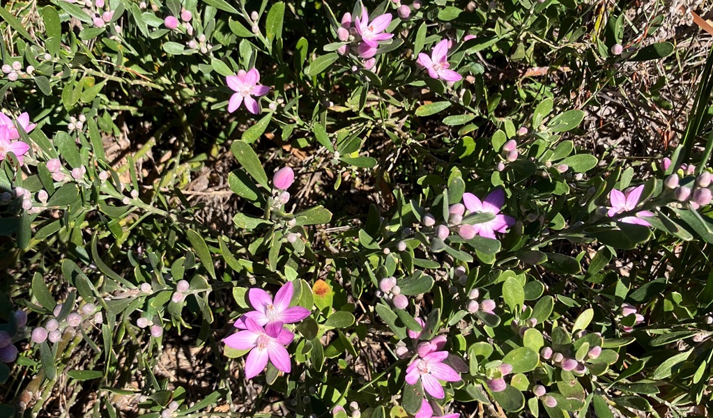 In spring you'll see colourful wildflowers in bloom along Geebung walking track, Munmorah State Conservation Area. Photo: Stacy Wilson/DCCEEW &copy; DCCEEW