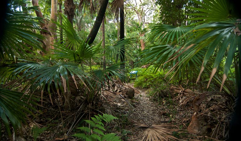 Palms loop track. Photo: John Spencer &copy; OEH