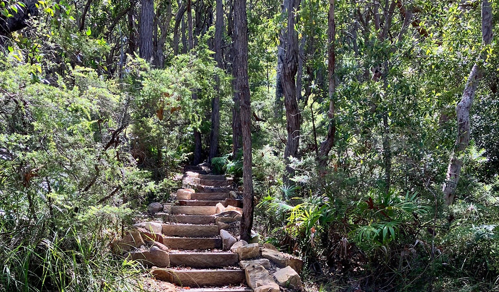 Stone steps leadings into lush forest surrounding Palms loop track in Munmorah State Conservation area. Credit: Josh Ford &copy; DCCEEW