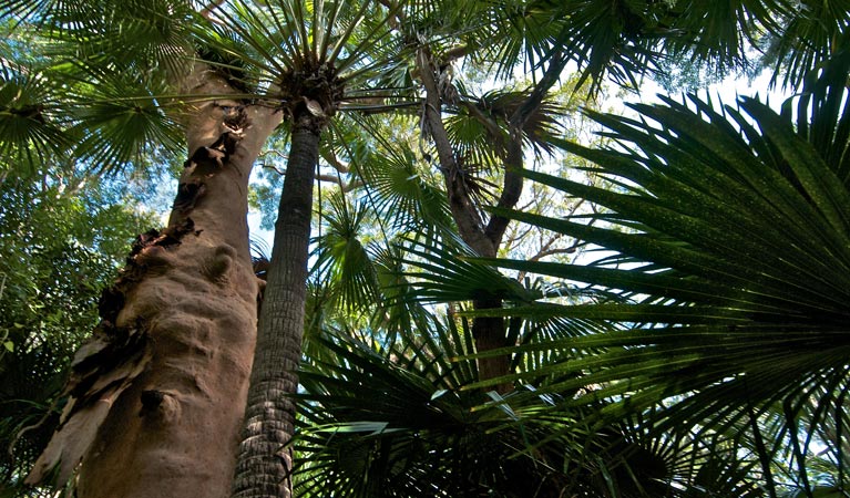Palm foliage along Palms loop track, Munmorah State Conservation Area. Photo: John Spencer &copy; OEH