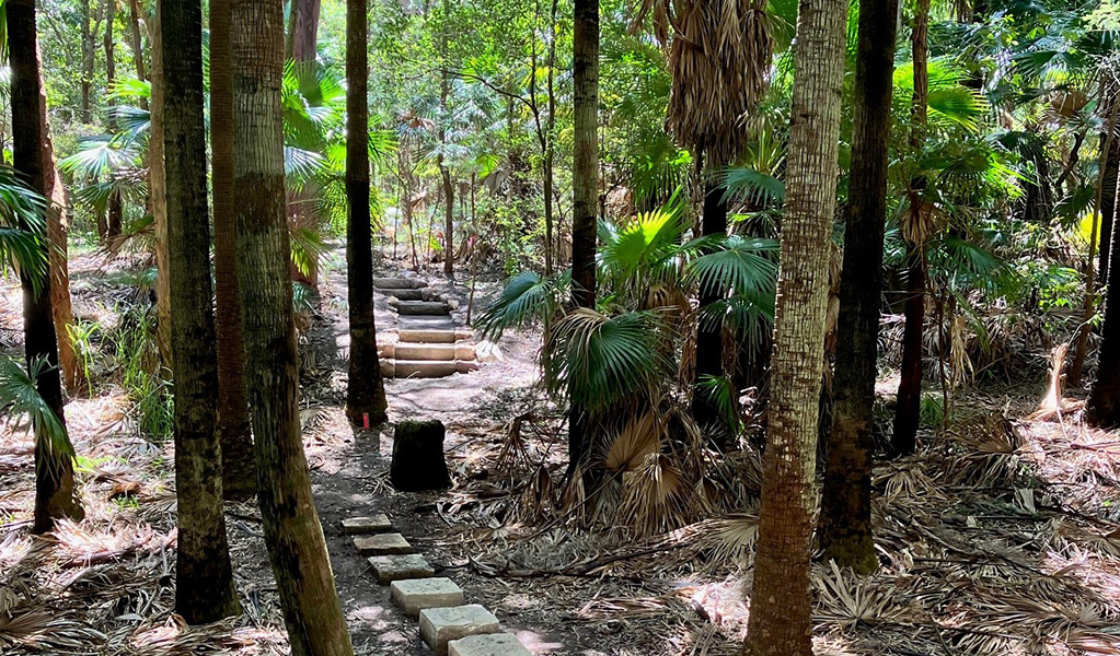 Stepping stones along Palms loop track beneath a canopy of cabbage tree palms. Credit: Josh Ford &copy; DCCEEW