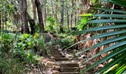 Stone steps along Palms loop track in Munmorah State Conservation area. Credit: Josh Ford &copy; DCCEEW