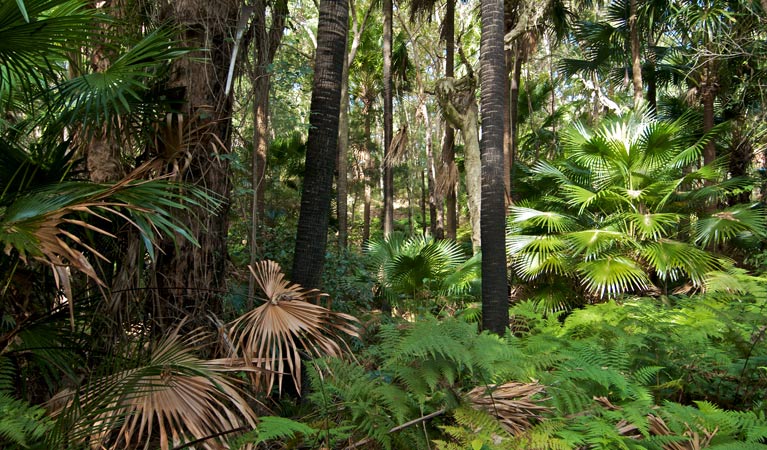 Palms loop track, Munmorah State Conservation Area. Photo: John Spencer &copy; OEH