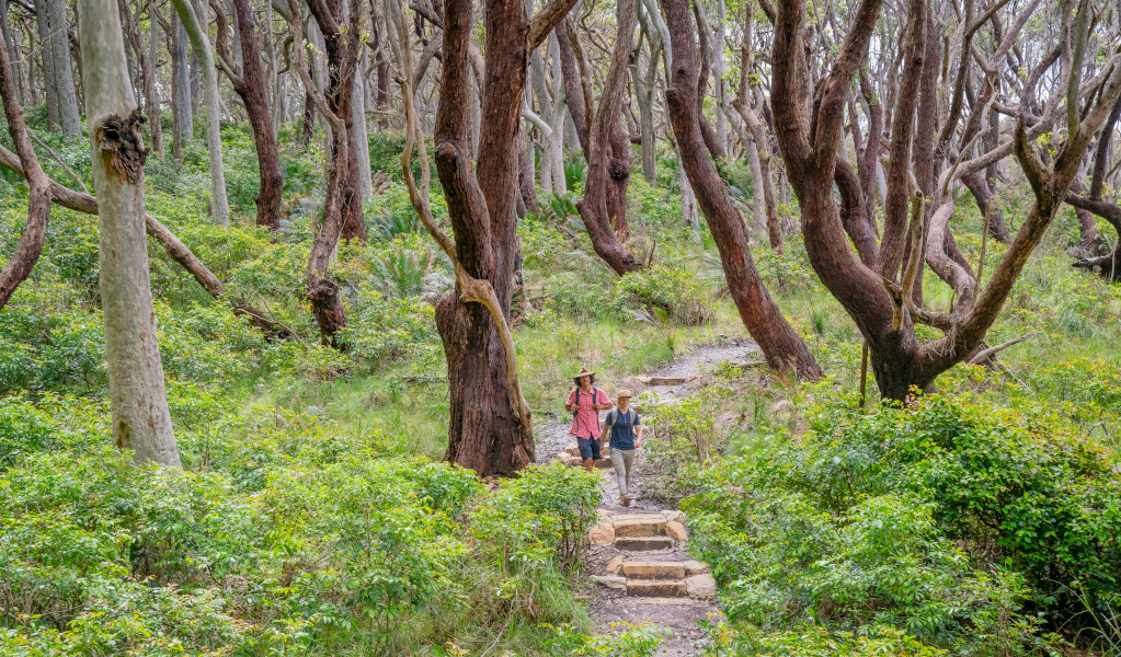 Bushwalkers walking down the track surrounded by beautiful trees. Credit: John Spencer &copy; DPE