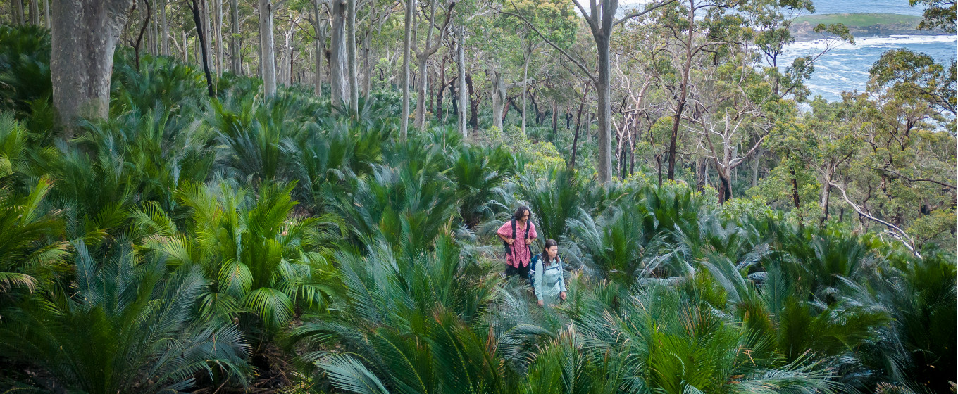 2 bushwalkers walking through forest on the Murramarang South Coast Walk. Credit: John Spencer &copy; DPE
