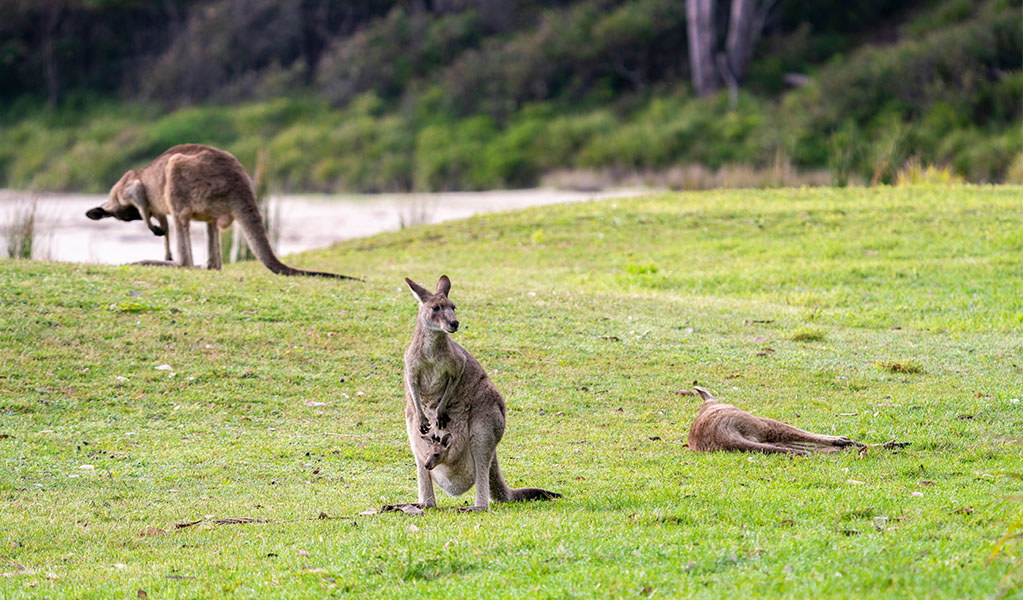 Grey kangaroos and a joey on the grass in Murramarang National Park. Credit: John Spencer &copy; DPE
