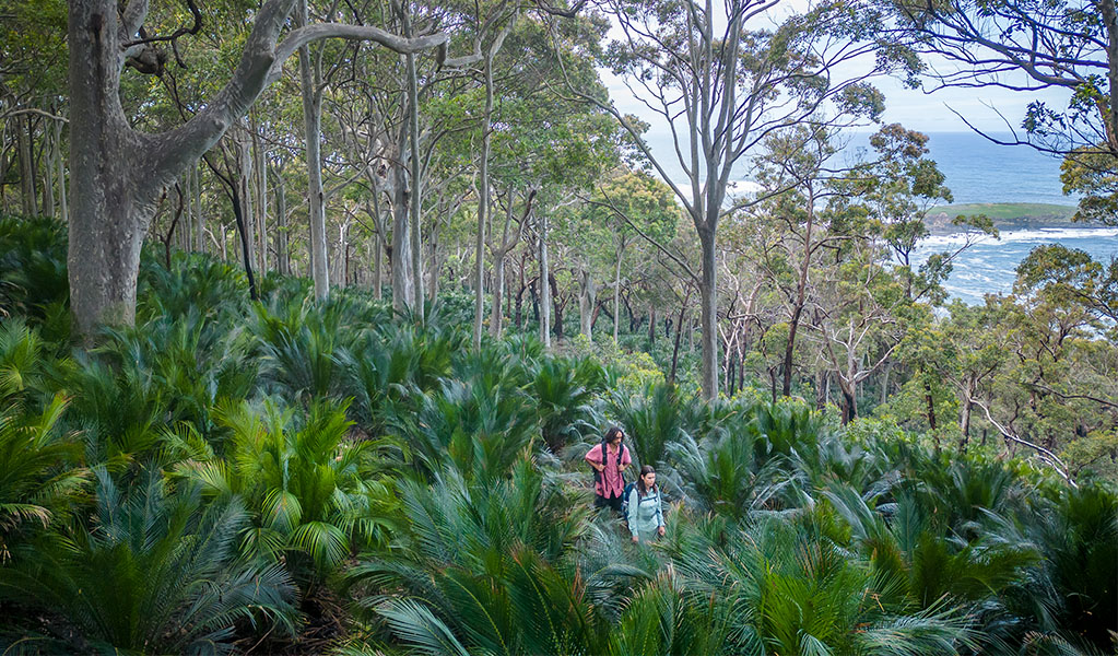 2 bushwalkers walking through forest on the Murramarang South Coast Walk. Credit: John Spencer &copy; DPE