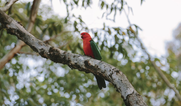 A king parrot perched on a tree branch in Murramarang National Park. Credit: David Finnegan &copy; OEH