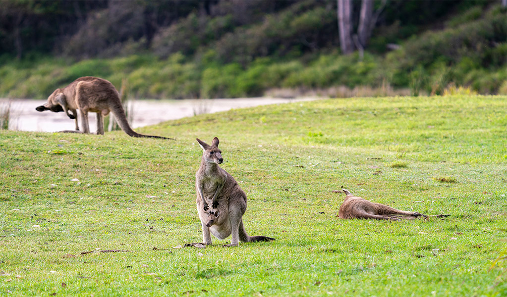 Eastern grey kangaroos in Murramarang National Park. Credit: John Spencer &copy; DCCEEW