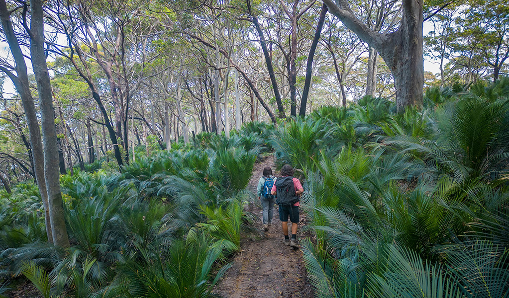 People walking through the forest near Point Upright in Murramarang National Park. Credit: John Spencer &copy; DCCEEW