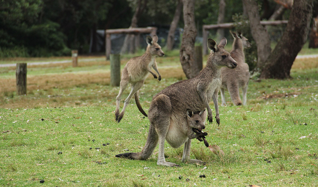 Kangaroos at Pretty Beach campground. Credit: John Yurasek &copy; DCCEEW