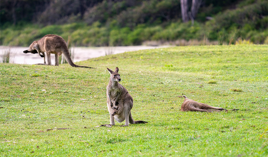 Kangaroos at Pretty Beach picnic area. Credit: John Spencer &copy; DCCEEW