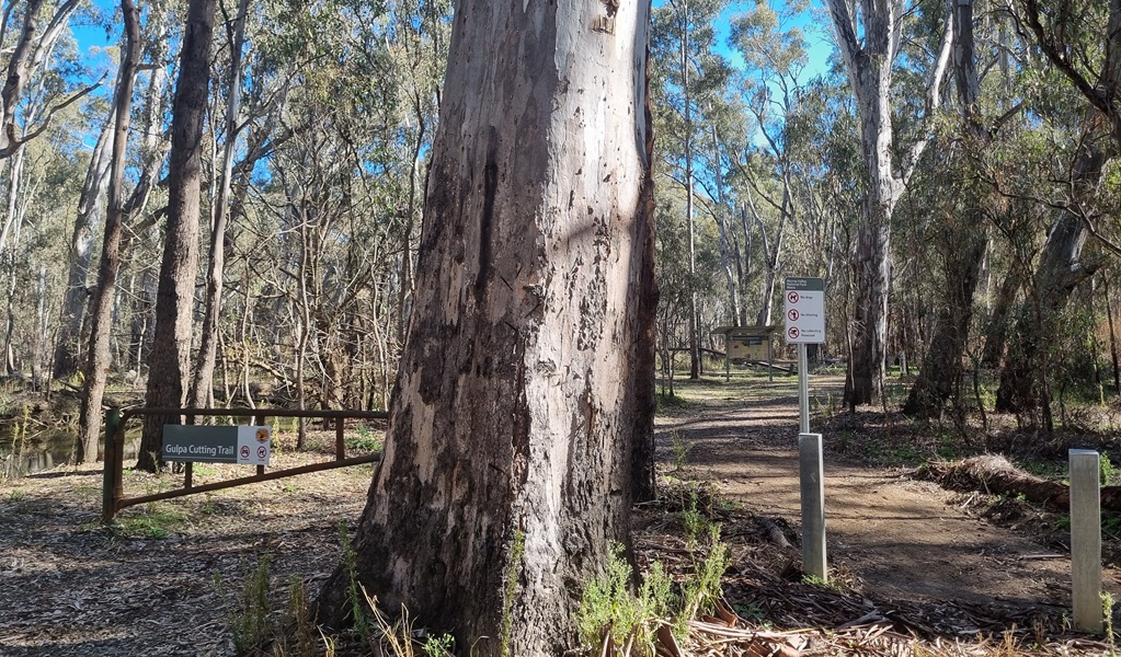 The entrance to Pepes Bridge picnic area, set among the tall gums of Murray Valley National Park. Credit: Amanda Hipwell &copy; DCCEEW