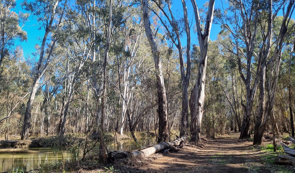 The wide Gulpa cutting trail, which passes by Pepes Bridge picnic area, Murray Valley National Park. Credit: Amanda Hipwell &copy; DCCEEW