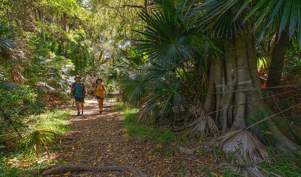 2 people walking along Mungo Rainforest walk surrounded by coastal rainforest in Myall Lakes National Park. Credit: John Spencer/DCCEEW &copy; DCCEEW