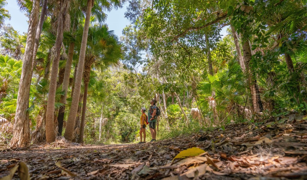 Two people looking up into the trees along Mungo Rainforest walk in Myall Lakes National Park. Photo: John Spencer &copy; DCCEEW