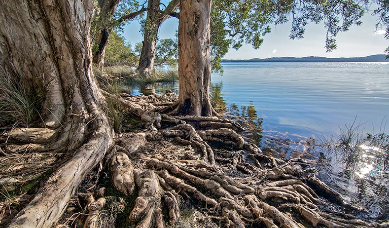 Shelly Beach campground, Myall Lakes National Park. Photo: John Spencer