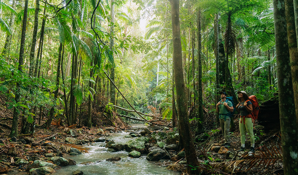 Walkers admiring the towering rainforest on Gidjuum Gulganyi Walk. Credit: Remy Brand/DCCEEW &copy; Remy Brand