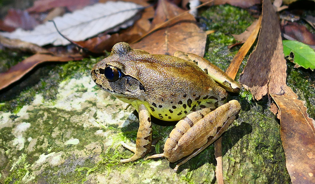 Fleay's Barred Frog. Credit: Peter Higgins/DCCEEW &copy; DCCEEW