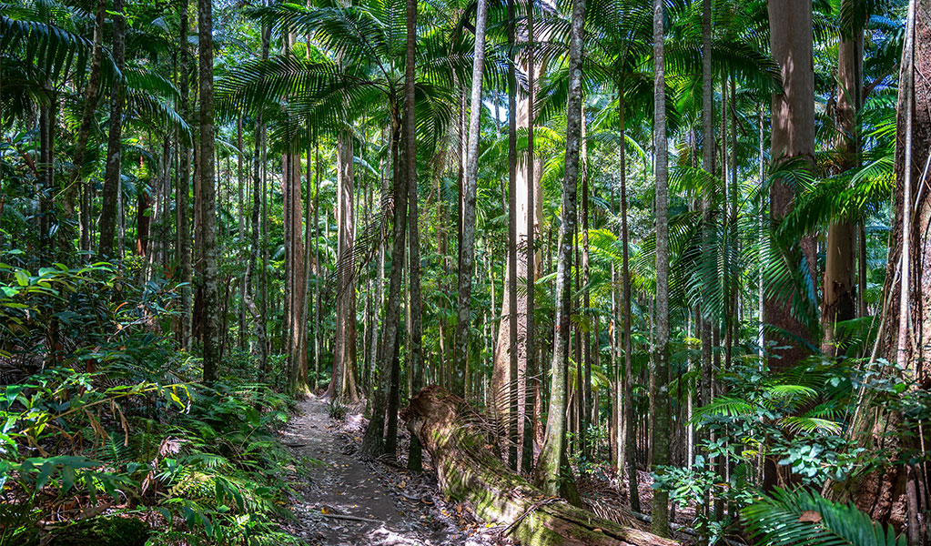 The forest in Nightcap National Park. Credit: Alex Cimbal