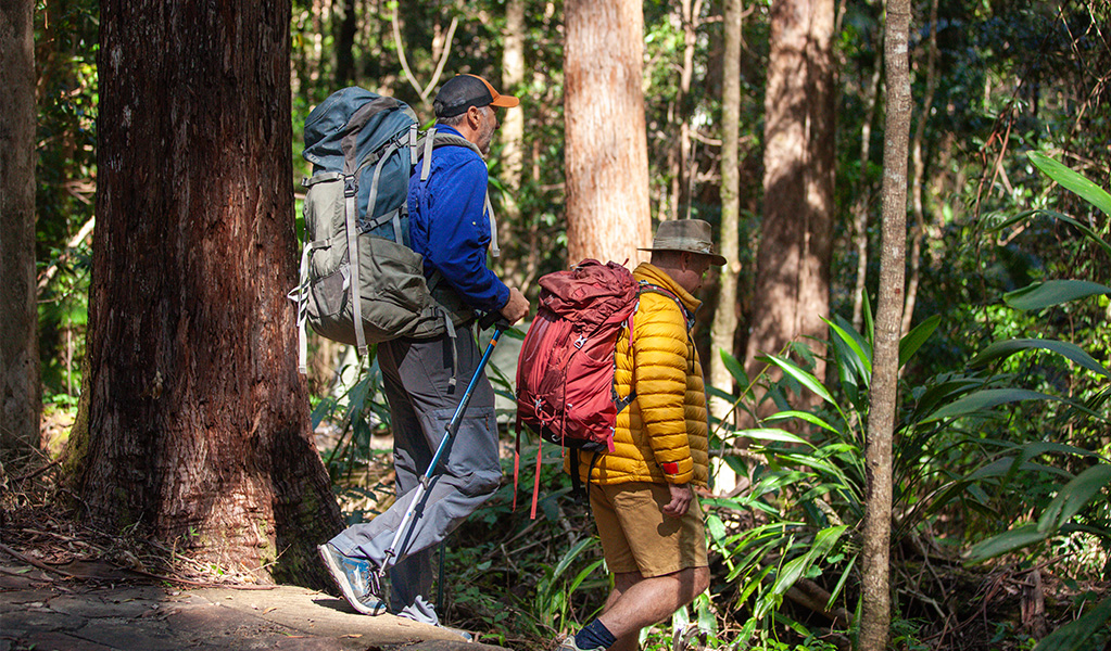 Hikers with packs and poles walking through the rainforest on a Gidjuum Gulganyi guided walk. Credit &copy: Connect Adventures
