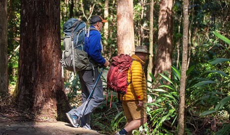 Hikers with packs and poles walking through the rainforest on a Gidjuum Gulganyi guided walk. Credit &copy: Connect Adventures