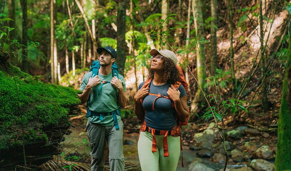 Two people hiking through rainforest on day 1 of the Gidjuum Gulganyi Walk. Credit: Remy Brand/DCCEEW &copy; Remy Brand
