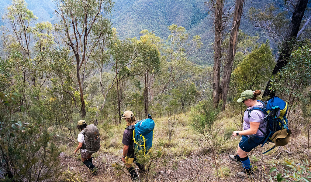Green Gully Track is very steep in difficult in places. Credit: David Waugh &copy; DCCEEW