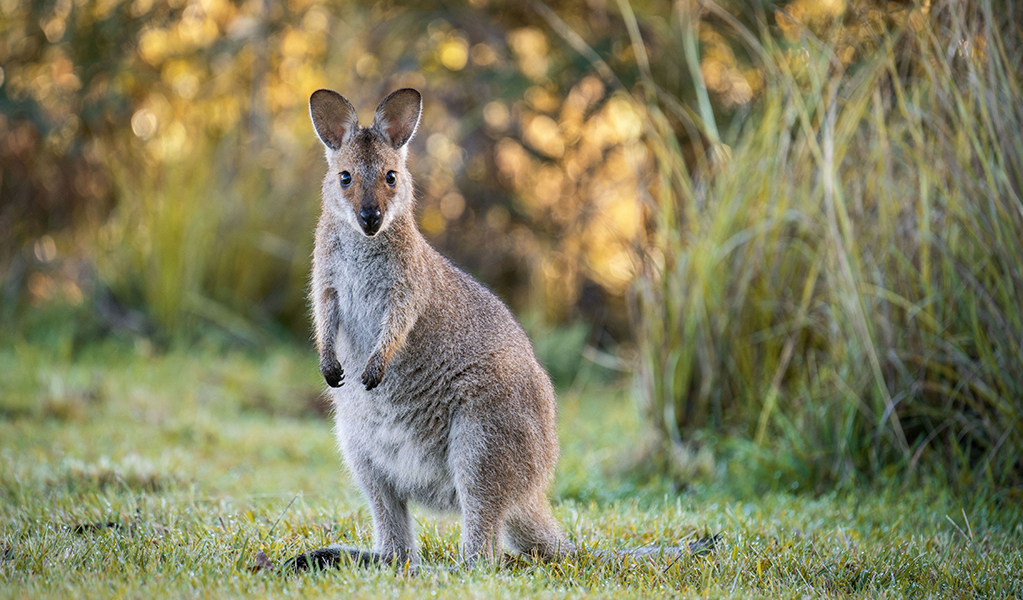 A kangaroo near the track between Cedar Creek Cottage and Birds Nest Hut. Credit: David Waugh &copy; DCCEEW