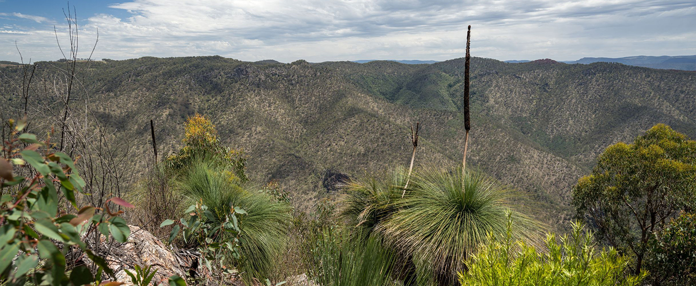 An expansive view across a World Heritage-listed rainforest from Green Gully lookout along The Green Gully Track. &copy; DCCEEW