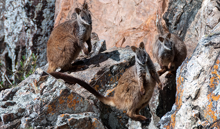 Three brush-tailed rock-wallabies blend into their rocky habitat in Oxley Wild Rivers National Park. Photo: Shane Ruming &copy; Shane Ruming