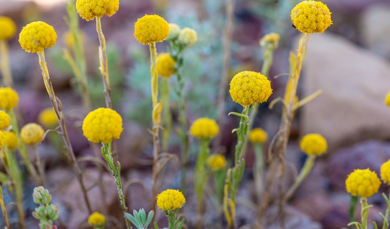 Billy Button flowers at Peery Lake picnic area. Photo: Dinitee Haskard OEH