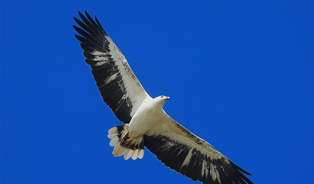 A white-bellied sea eagle, often seen along the coastline in Royal National Park. Credit: Charles Dove / DCCEEW &copy; Charles Dove 