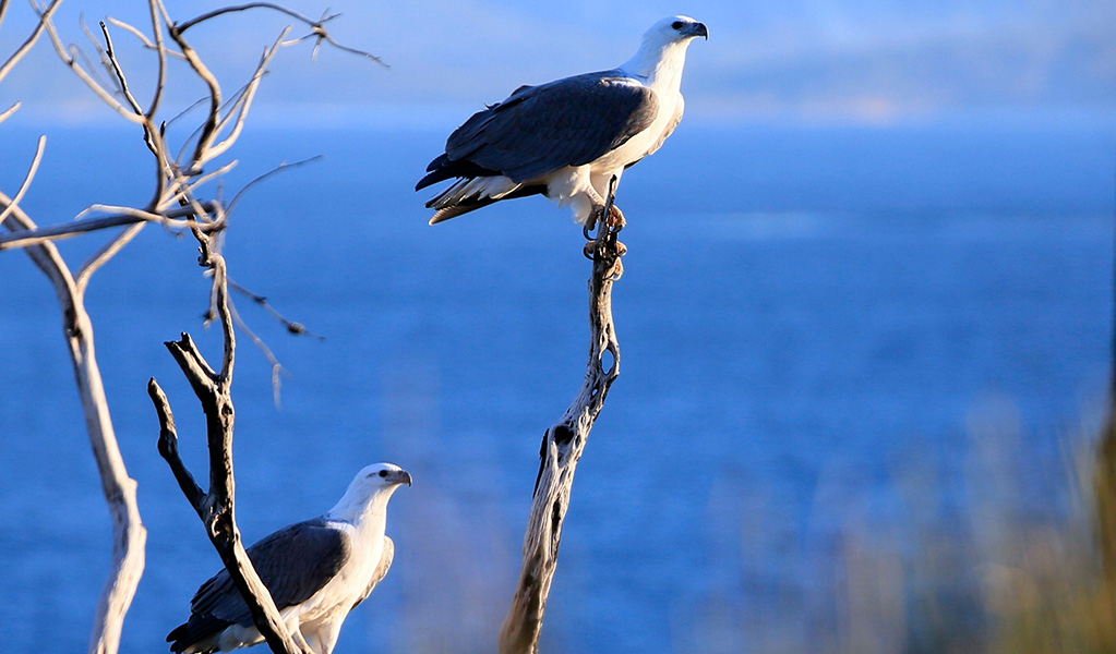 2 white-bellied sea-eagles perched on branches by the coast, Credit: Charles Dove / DCCEEW &copy; Charles Dove