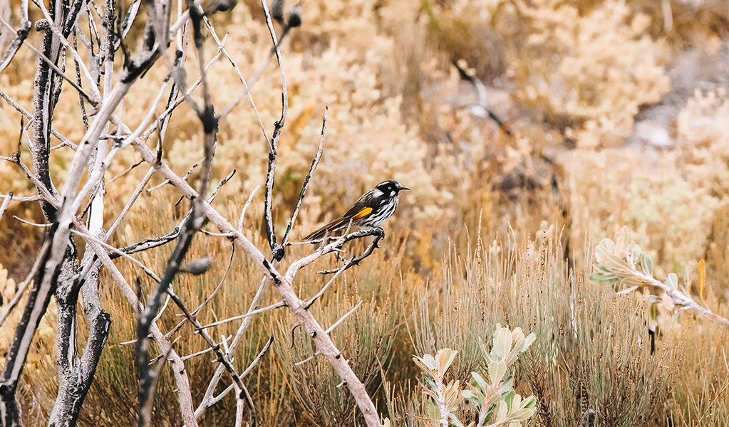 A new holland honeyeater perched on a branch along The Coast Track in Royal National Park. Credit: Linda Baverstock / DCCEEW &copy; Linda Baverstock