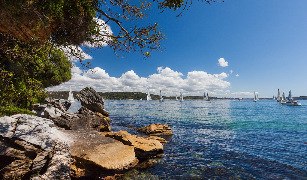 Sail boats on Sydney Harbour seen from the shore at Nielsen Park in Vaucluse. Credit: David Finnegan © DCCEEW