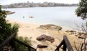Reef Beach, Sydney Harbour National Park. Photo: John Yurasek/NSW Government