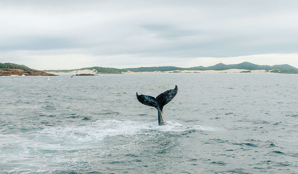 Aerial photo showing a whale tail with Tomaree National Park in the background. Credit: Daniel Parsons &copy; Daniel Parsons