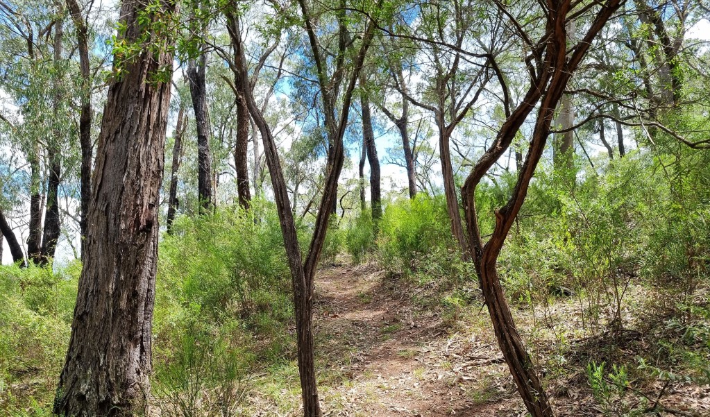 Shrubby open woodland at the start of Range View track in Towarri National Park. Photo: Scott Monro &copy; DCCEEW