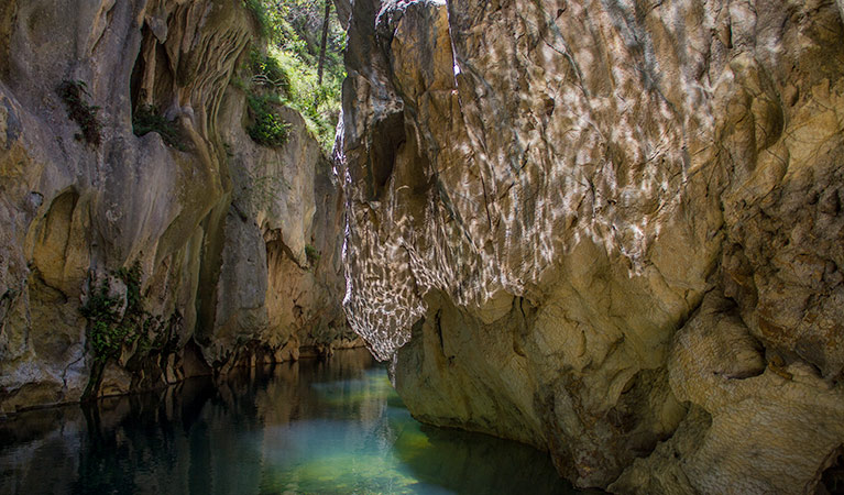 Mares Forest Creek walking track, Wombeyan Karst Conservation Reserve. Photo &copy; Steve Babka