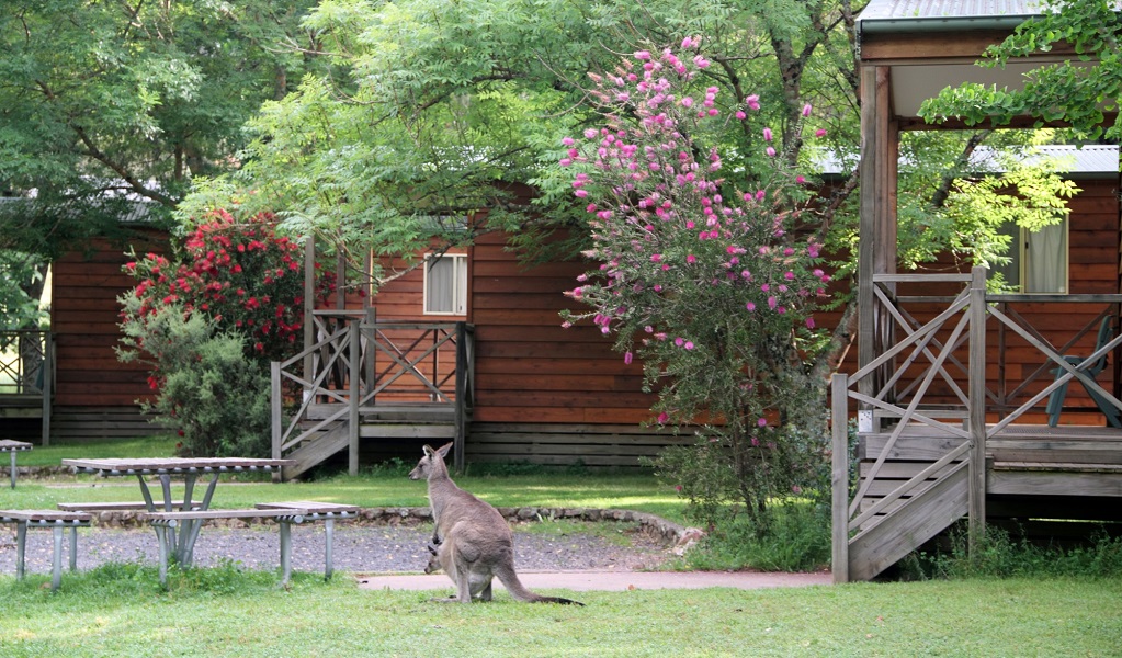 A kangaroo doe with her joey in her pouch rests outside Wombeyan Caves cabins. Credit: Stephen Babka &copy; DPE