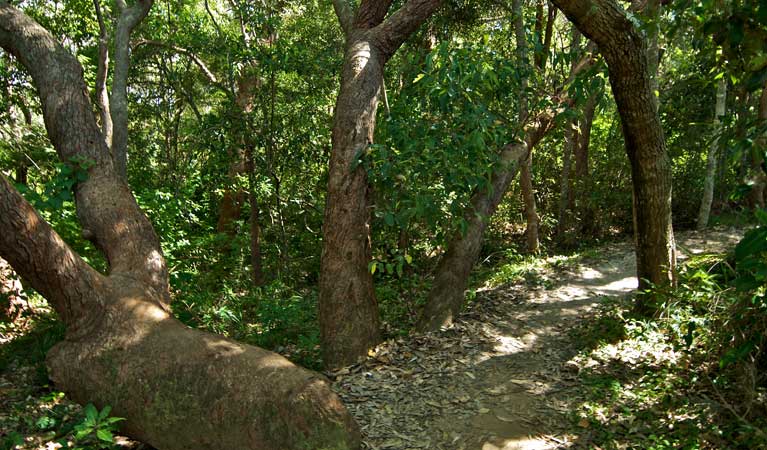 Trees, The Coast walking track, Wyrrabalong National Park. Photo: John Spencer