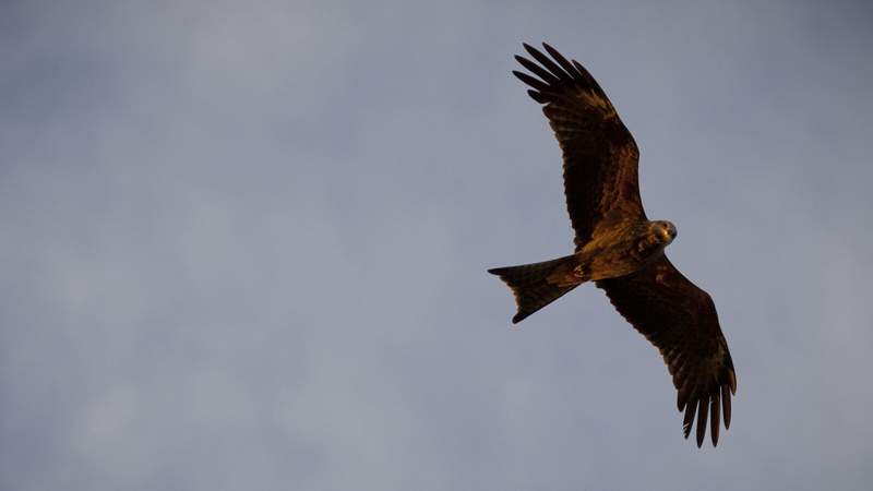 Nankeen kestrel falcon flying over Yanga National Park. Credit: David Finnegan &copy; DPIE