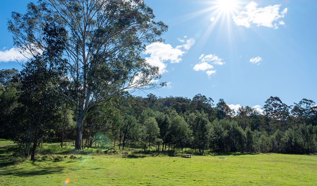 Grassed camping area with trees at Blue Gums campground in Yengo National Park. Credit: Allan Chawner &copy; DCCEEW