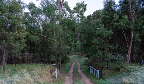 Big Yango loop trail surrounded by trees in Yengo National Park. Credit: Allan Chawner &copy; DCCEEW