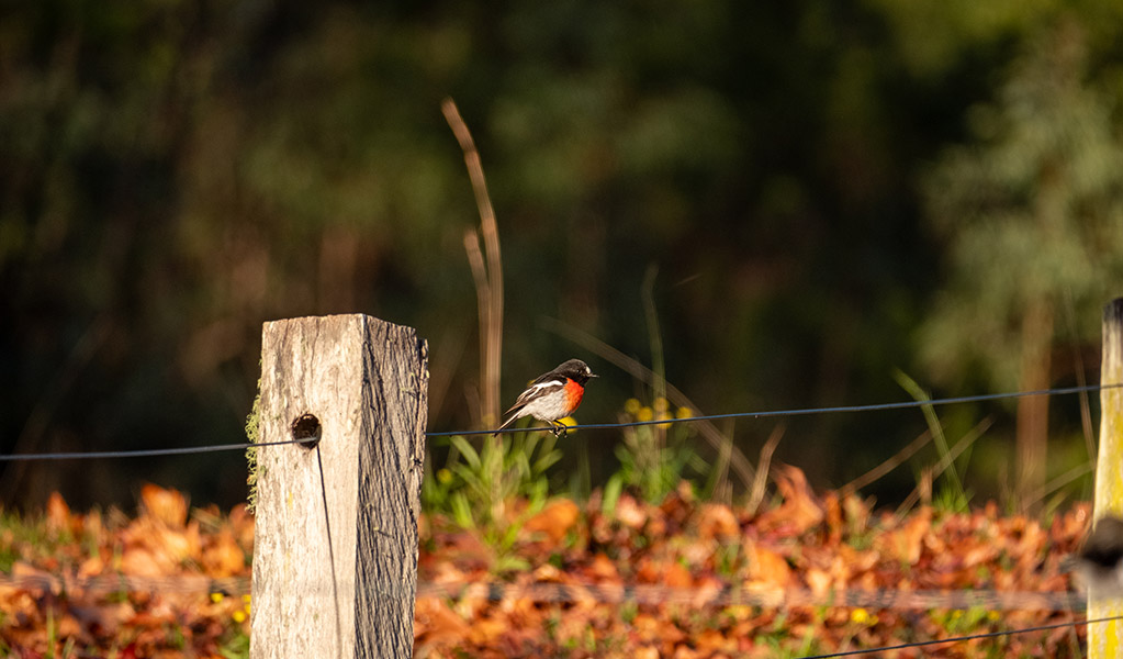 A scarlet robin on the fence at Big Yango House in Yengo National Park. Credit: Allan Chawner &copy; DCCEEW