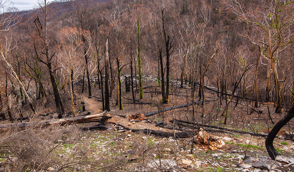 Yarrangobilly River after the 2020 bushfires. Credit: Adam Klumper/DCCEEW &copy; Adam Klumper