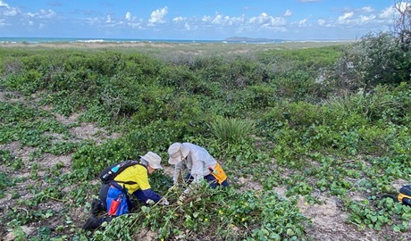 Volunteers doing bush regeneration in Kattang Nature Reserve. Credit: Peter West/DCCEEW &copy; DCCEEW