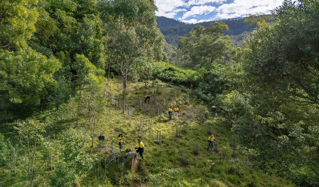 Volunteers doing bush regeneration in the lush Minnamurra Rainforest, Budderoo National Park. Credit: John Spencer/DCCEEW &copy; DCCEEW