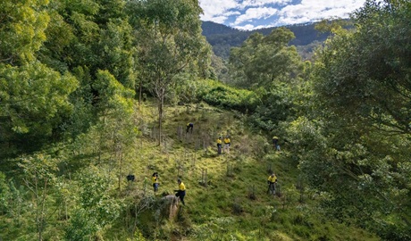 Volunteers doing bush regeneration in the lush Minnamurra Rainforest, Budderoo National Park. Credit: John Spencer/DCCEEW &copy; DCCEEW